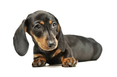 Şirin bir Dachshund köpeğinin stüdyo fotoğrafı.