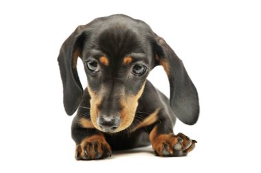 Şirin bir Dachshund köpeğinin stüdyo fotoğrafı.