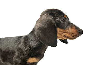 Dachshund köpek yavrusunun portresi.