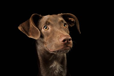 Süslü, melez bir köpek yavrusunun portresi 
