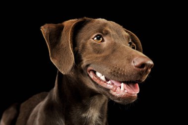 Süslü, melez bir köpek yavrusunun portresi 