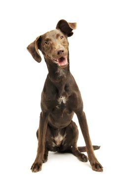 Melez köpek yavrusunun stüdyo fotoğrafı.