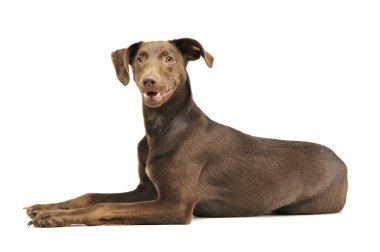 Melez köpek yavrusunun stüdyo fotoğrafı.