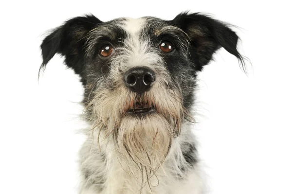 Retrato de um cão de raça mista adorável — Fotografia de Stock