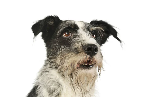 Portrait d'un adorable chien de race mixte — Photo