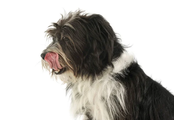 Portrét rozkošného smíšeného psa — Stock fotografie