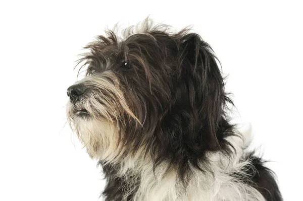 一只可爱的杂交种狗的肖像 — 图库照片
