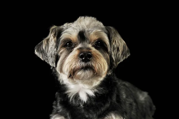 Porträt eines entzückenden Mischlingshundes — Stockfoto