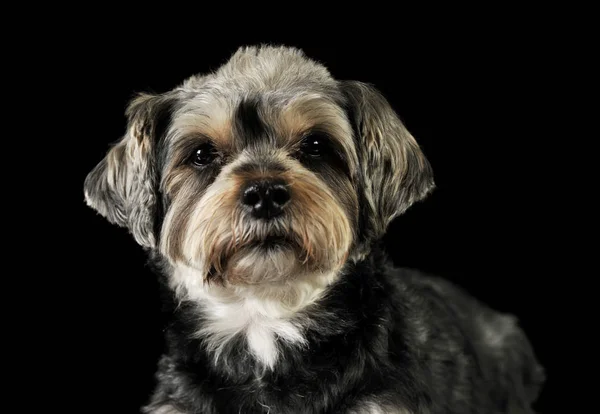 Πορτρέτο ενός αξιολάτρευτου μικτού σκύλου φυλής — Φωτογραφία Αρχείου