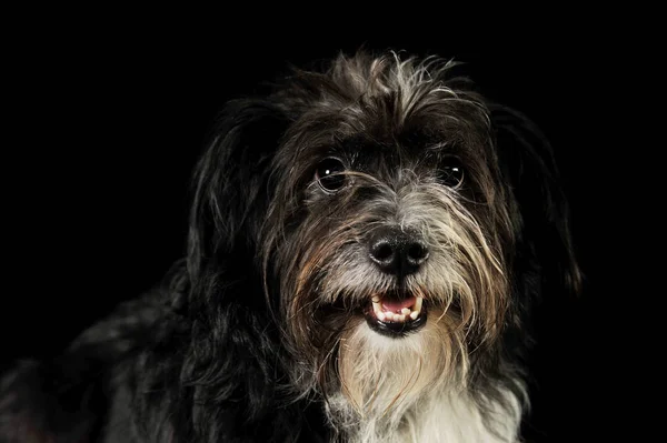 Porträt eines entzückenden Mischlingshundes — Stockfoto