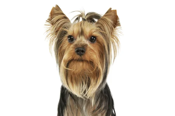 Portret uroczego Yorkshire Terrier — Zdjęcie stockowe