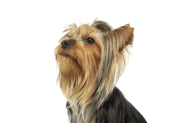 Πορτρέτο ενός αξιολάτρευτου Yorkshire Terrier — Φωτογραφία Αρχείου