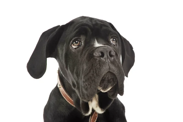 Portrait of an adorable cane Corso puppy — 스톡 사진