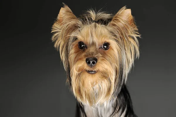 Portret uroczego Yorkshire Terrier — Zdjęcie stockowe