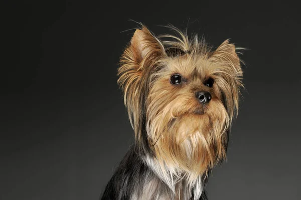 Portret uroczego Yorkshire Terrier — Zdjęcie stockowe