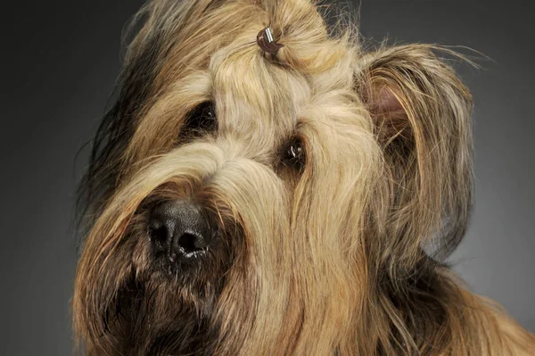 Retrato de um adorável Berger de Brie — Fotografia de Stock