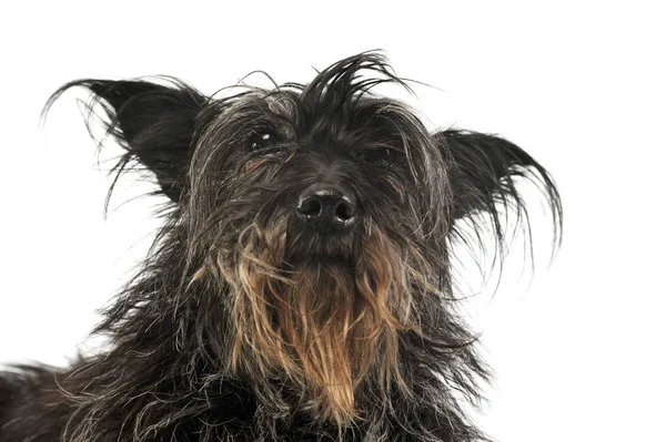 Portret uroczego psa rasy mieszanej — Zdjęcie stockowe