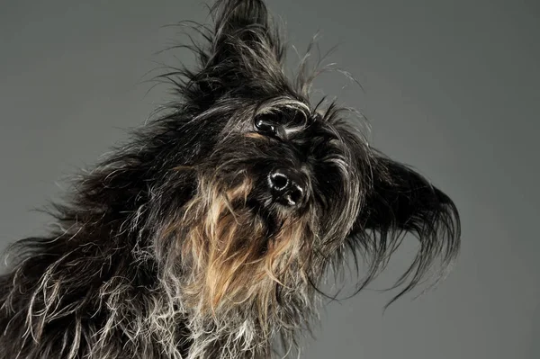 Retrato de um cão de raça mista adorável — Fotografia de Stock