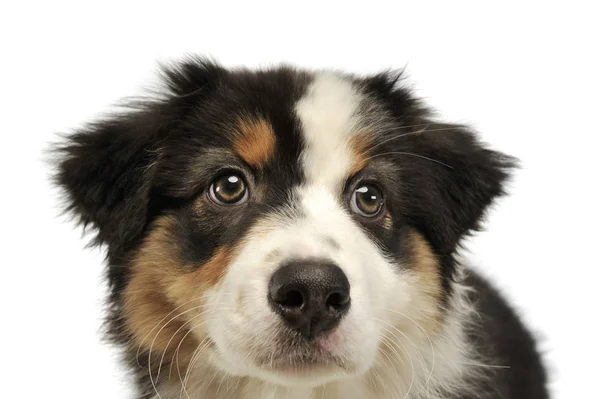 Retrato de un adorable cachorro pastor australiano —  Fotos de Stock