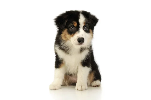 Studio shot of an adorable Australian shepherd puppy — Stock Photo, Image