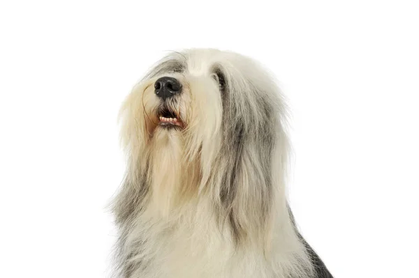 Portrait of an adorable bearded collie — Stock Photo, Image