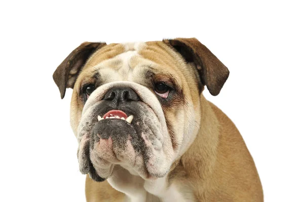 Retrato de un adorable bulldog inglés —  Fotos de Stock