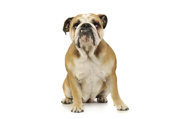 Studio shot of an adorable English bulldog — Stock Photo, Image