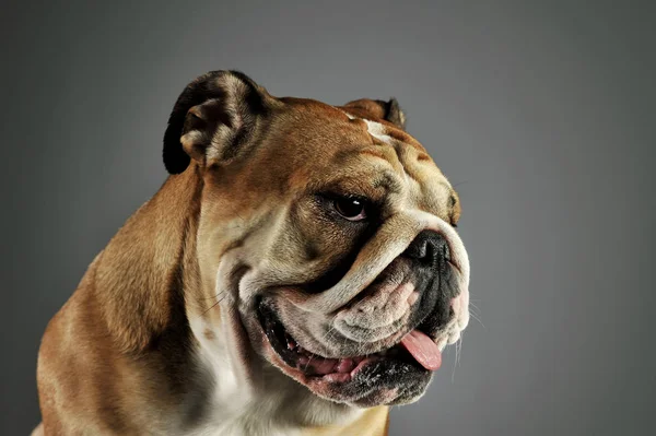 Egy imádnivaló angol bulldog portréja — Stock Fotó