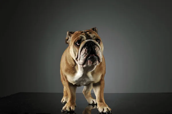 Studio shot of an adorable English bulldog — Stock Photo, Image