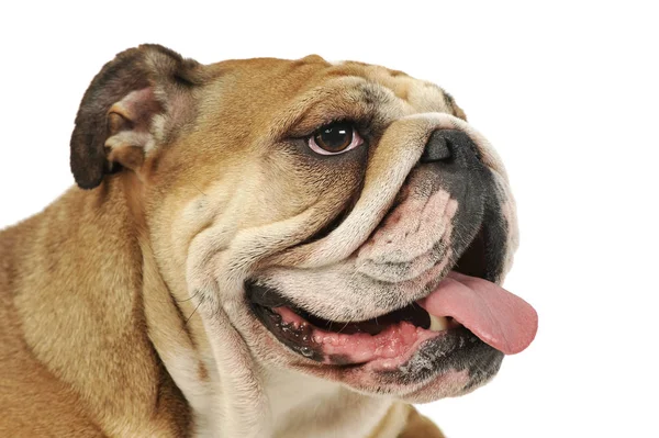 Retrato de un adorable bulldog inglés — Foto de Stock