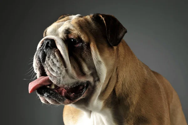 Portrait of an adorable English bulldog — Stock Photo, Image