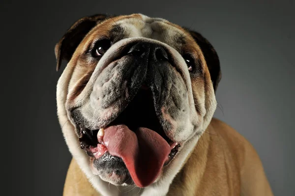 Portret van een schattige Engelse bulldog — Stockfoto
