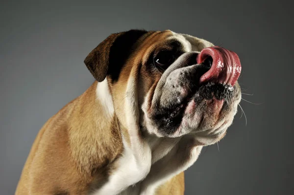 Sevimli bir İngiliz bulldog 'unun portresi — Stok fotoğraf