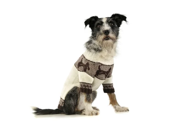 Studio shot of an adorable mixed breed dog — Stock Photo, Image