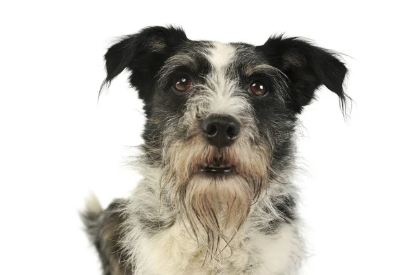 愛らしい混合品種の犬の肖像画 — ストック写真