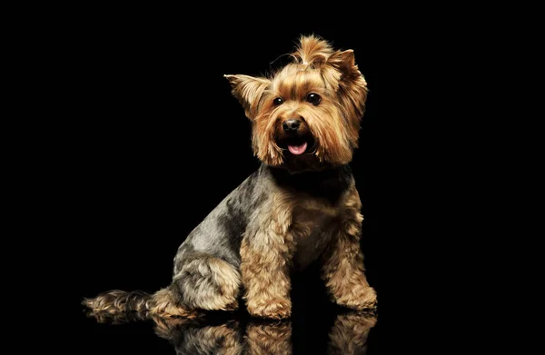 Στούντιο πλάνο ενός αξιολάτρευτου Yorkshire Terrier — Φωτογραφία Αρχείου