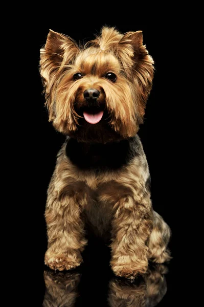 Studioaufnahme eines entzückenden Yorkshire Terriers — Stockfoto