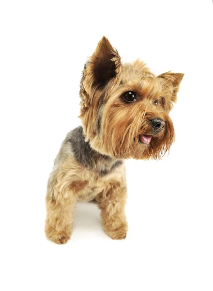 Στούντιο πλάνο ενός αξιολάτρευτου Yorkshire Terrier — Φωτογραφία Αρχείου