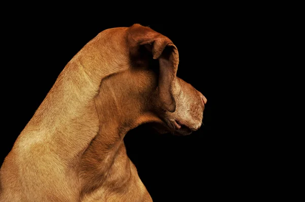 Portrét rozkošného magyara vizsla — Stock fotografie