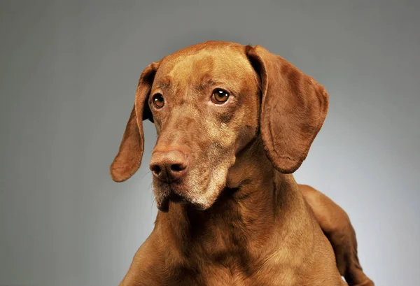 Portræt af en dejlig magyar vizsla - Stock-foto