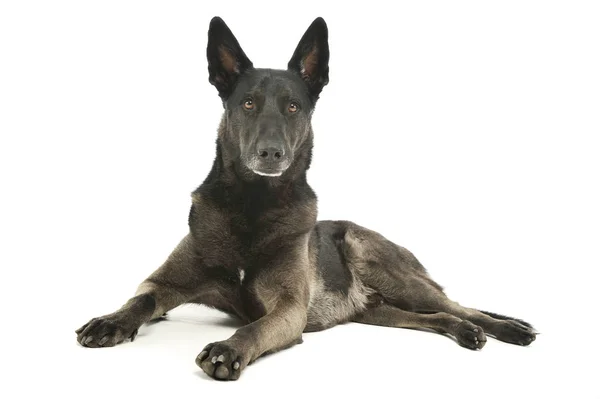 Studio shot of an adorable german shepherd — Φωτογραφία Αρχείου