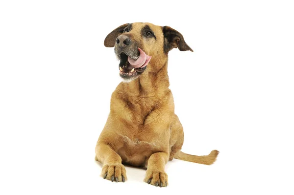 Студійний знімок чарівної змішаної собаки породи — стокове фото
