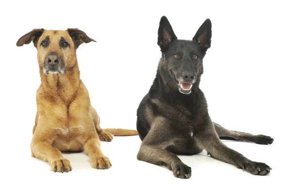 Bir Alman çoban köpeği ve melez bir köpeğin stüdyo fotoğrafı. — Stok fotoğraf