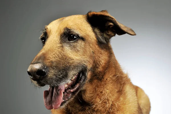 Retrato de un adorable perro mestizo — Foto de Stock