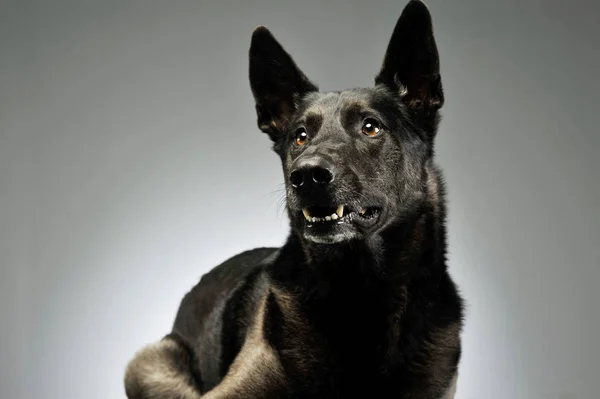 Portrait of an adorable german shepherd — Stock Photo, Image