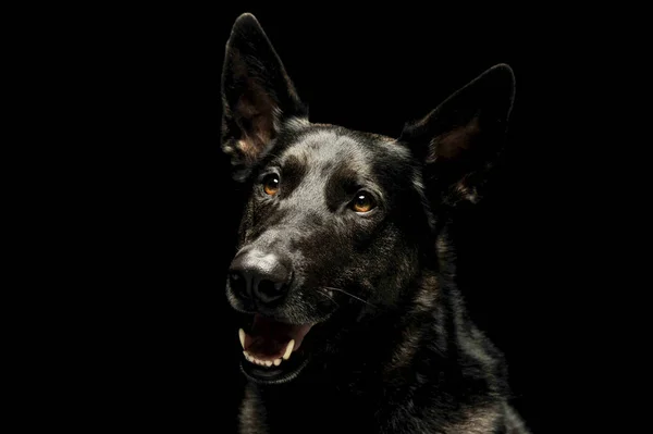 Sevimli bir Alman çoban köpeği portresi. — Stok fotoğraf