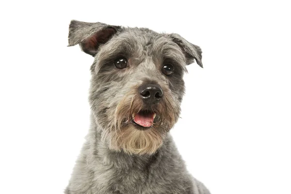 Retrato de un adorable perro mestizo —  Fotos de Stock