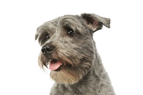 Портрет очаровательной собаки смешанной породы — стоковое фото