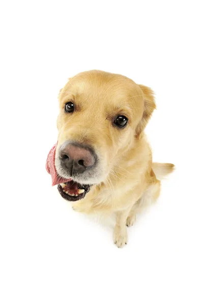 Studioaufnahme eines entzückenden Labrador-Retrievers — Stockfoto
