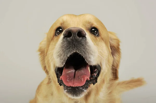 Portret i uroczy labrador retriever — Zdjęcie stockowe